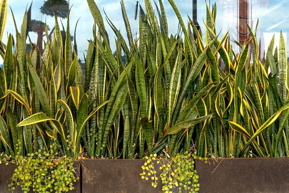 Dense Sansevieria plants thriving in outdoor metal planters, under natural light.